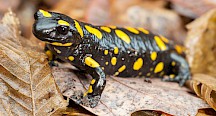 Feuersalamander