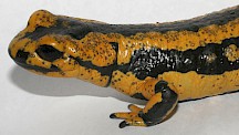 Feuersalamander mit Bsal