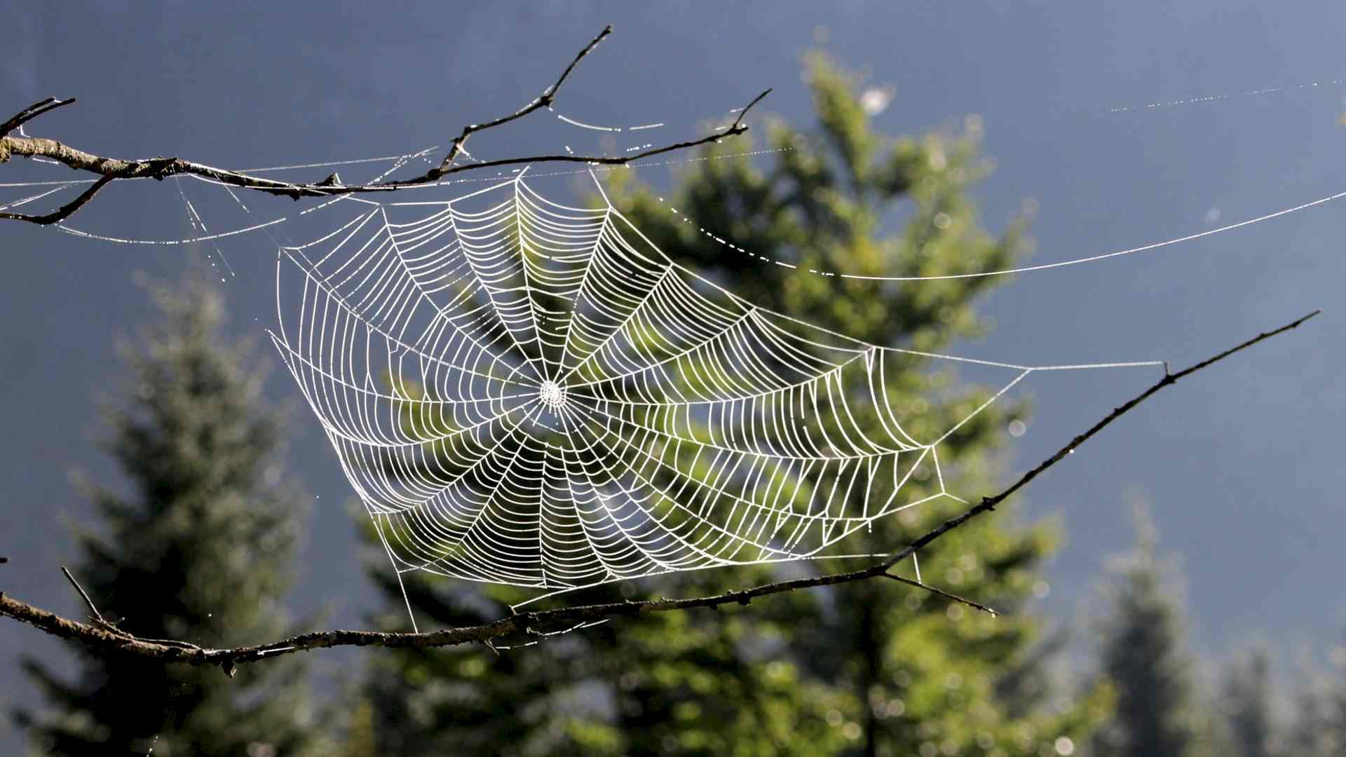 Traumfänger basteln Header-Bild
