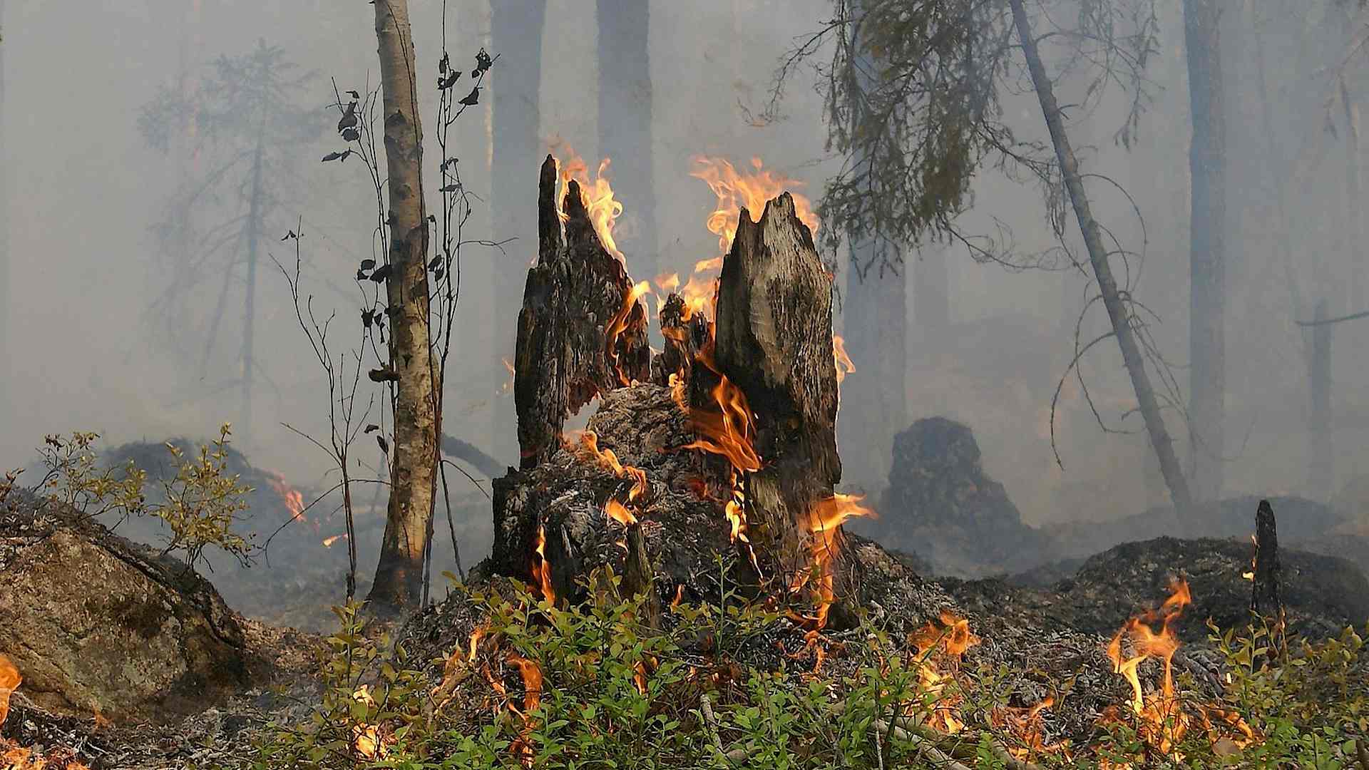 Was macht eigentlich der Schwarze Kiefernprachtkäfer übers Jahr? Header-Bild
