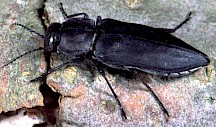 Schwarzer Kiefernprachtkäfer (Imago, adulter Käfer)