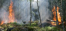 Waldbrand