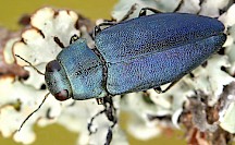 Blauer Kiefernprachtkäfer