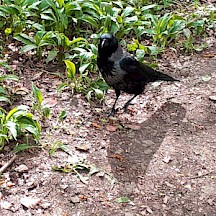 Nebelkrähe zwischen Bärlauch