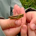 Ein Grashüpfer auf einer Hand
