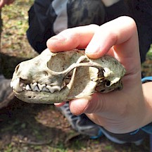 Kinderhand hält Marderschädel
