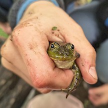 Frosch in Hand