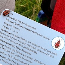 Feuerwanze auf Bestimmungskarte