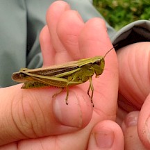 Grashüpfer auf Kinderhand