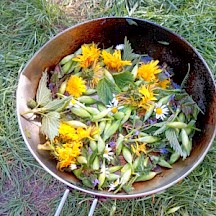 Wildkräuter in Pfanne