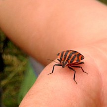 Streifenwanze auf Hand
