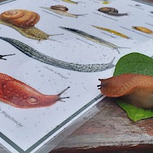 Nacktschnecke auf ihrer Bestimmungskarte