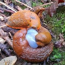 Paarung Nacktschnecken