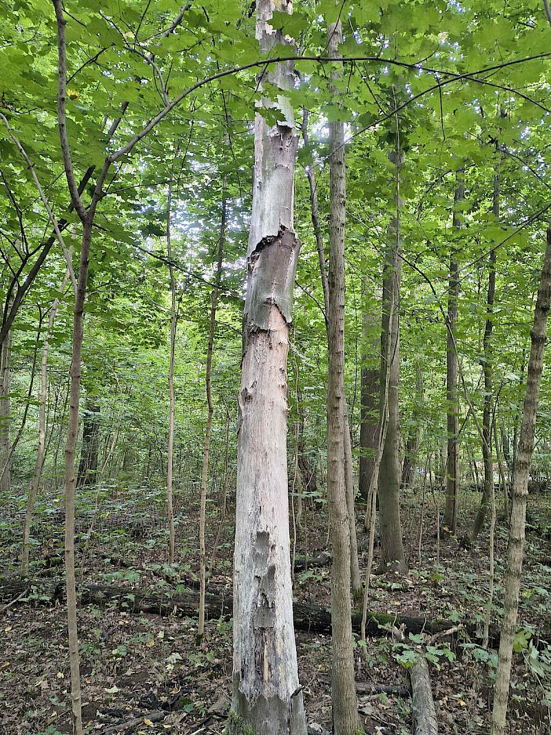 Was ist eigentlich die Rußrindenkrankheit?