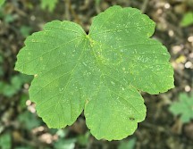Das Blatt eines Bergahorns. Bergahorn Blatt