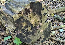 Ein Feldahorn im Querschnitt, nachdem ihn die Rußrinde dahingerafft hat. Ahornstamm im Querschnitt