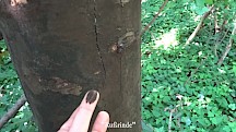 Frische Rußrinde färbt die Finger schwarz. Abgefärbte Sporen