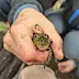 Teichfrosch
