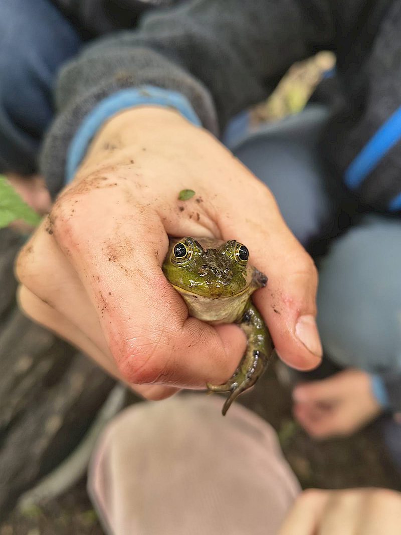 Teichfrosch