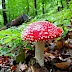 Fliegenpilz im Buchenwald