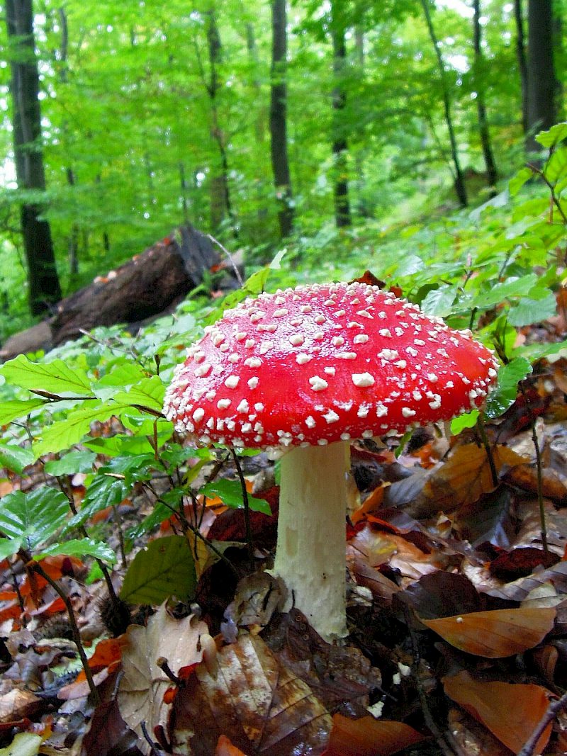 Fliegenpilz im Buchenwald