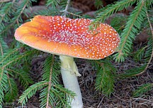 Fliegenpilz mit Fichtenzweigen