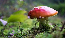 Fliegenpilz