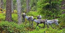 Rentiere im Wald