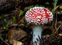 Junger Fliegenpilz