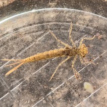 Kleinlibellenlarve