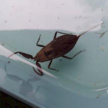 Wasserskorpion