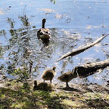 Gänsefamilie