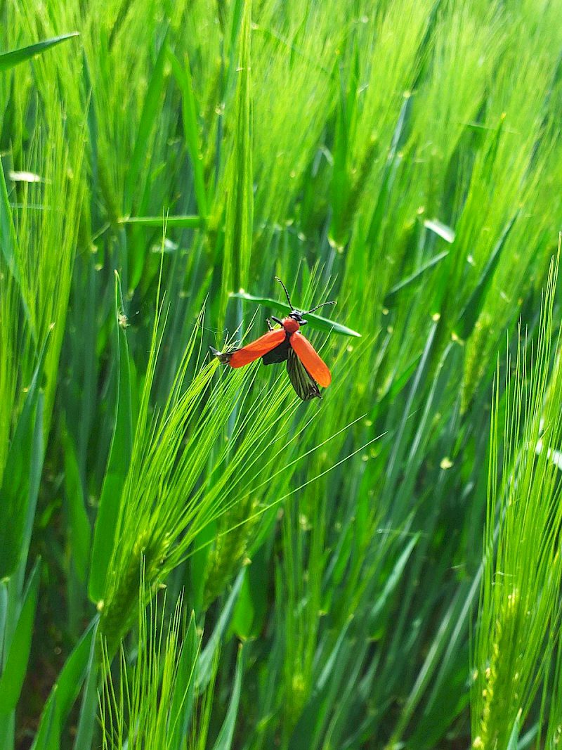 Scharlachroter Feuerkäfer