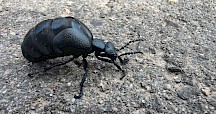 Ölkäfer auf Asphalt