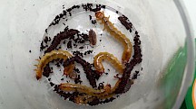 Feuerkäfer Larven