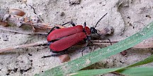 Scharlachroter Feuerkäfer