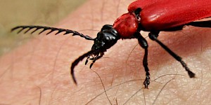 Scharlachroter Feuerkäfer Männchen