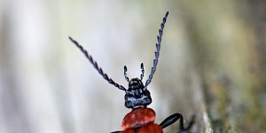 Scharlachroter Feuerkäfer Weibchen