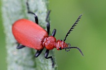 Rotköpfiger Feuerkäfer